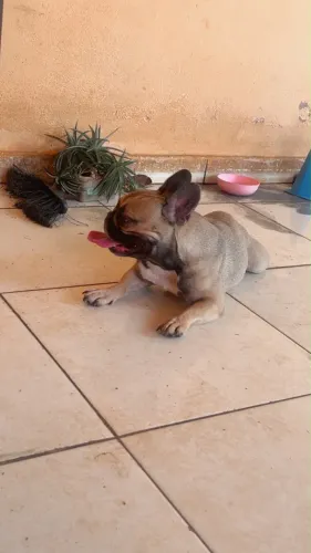 Bulldog francês