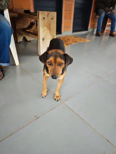 Cachorro para doação