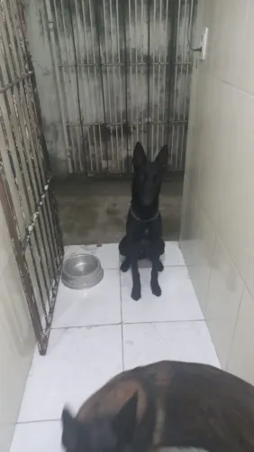 Malinois