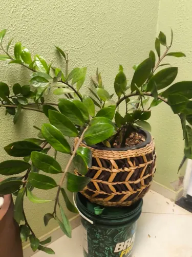 Planta japonesa