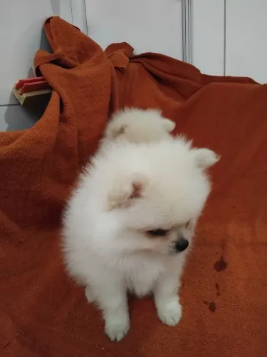 Vendo filhotes de split alemão 