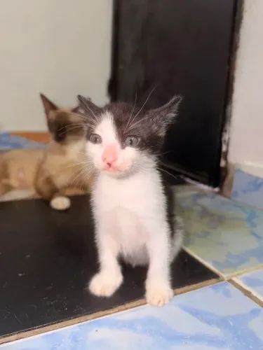 Filhotes de gatinho comem ração