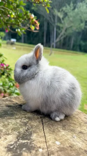 Coelho Netherland Dwarf Macho