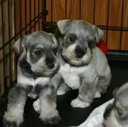 Schnauzer