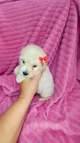Poodle toy fêmea 