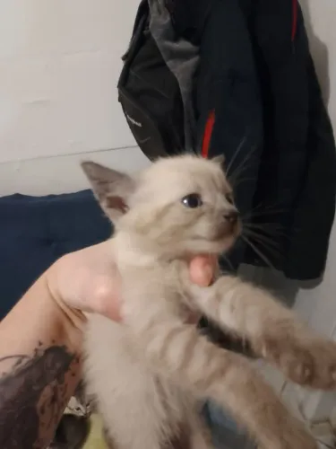 Doação de gatos