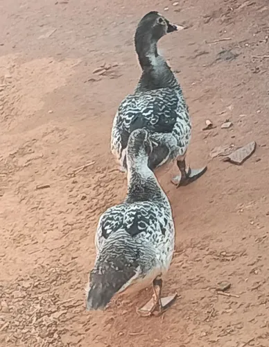 Vendo casal pato 07 meses 