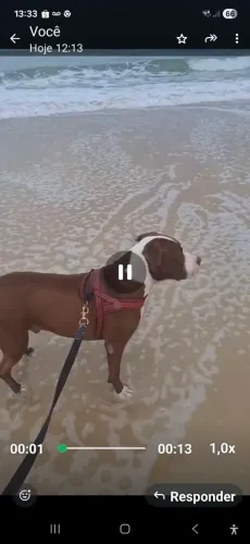 Lar temporario/doação