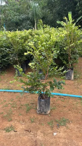 Jabuticaba Híbrida