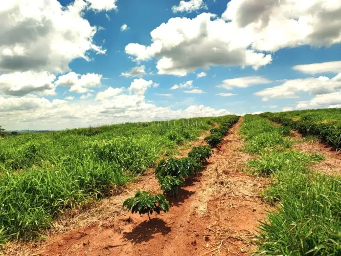 Fazenda de café produtiva com 167,9 hectares na região de São José do Rio Pardo, SP