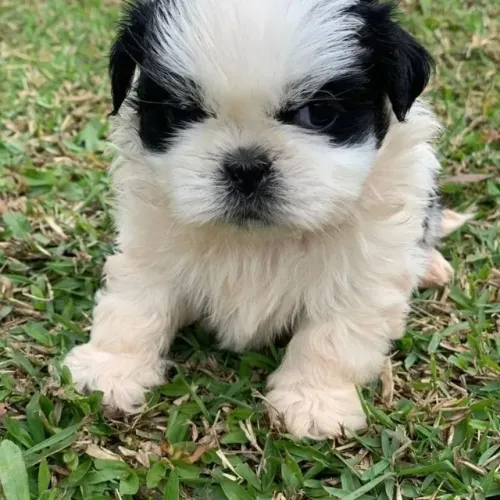 Filhotes lindos - saudáveis e cheios de energia! shih tzu mini