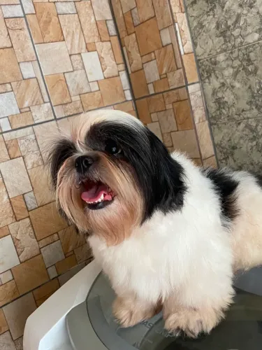 Cachorro