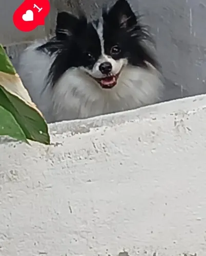 TROCA fêmea de lulu da pomerania por OUTRA fêmea NÃO VENDO SO TROCO