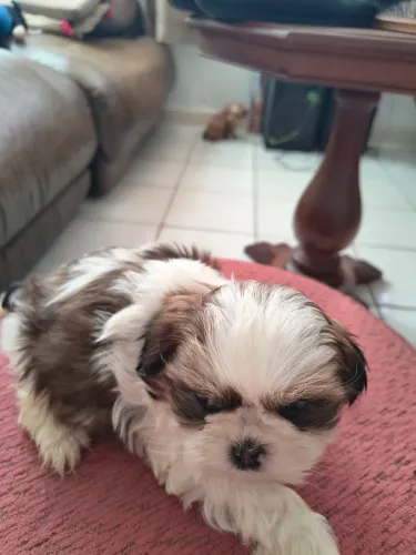 Shihtzu mini 