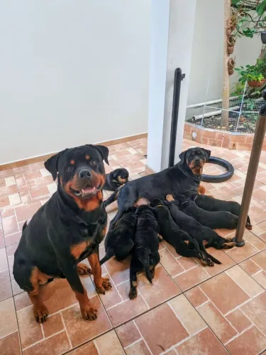 Filhotes Rottweilers c/ Pedigree