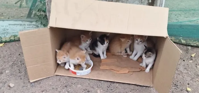 Filhotes de gatos disponível