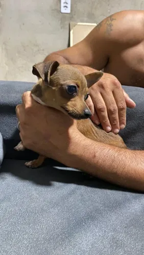 Pinscher fêmea 