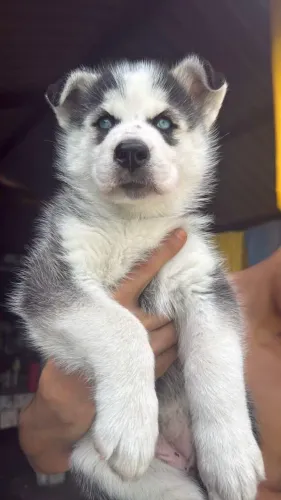Husky siberiano