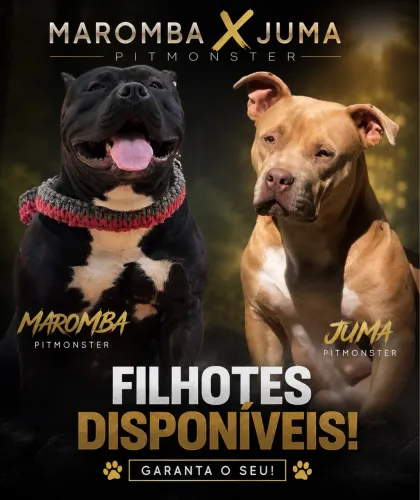 FILHOTES DISPONÍVEIS 