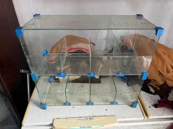 Vitrine de mesa