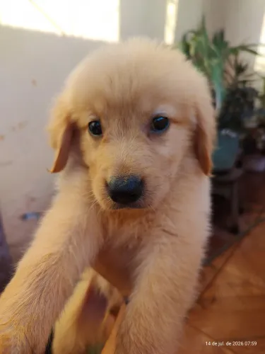 Filhote Golden retriever 