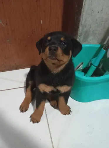 Filhote fêmea rottweiler