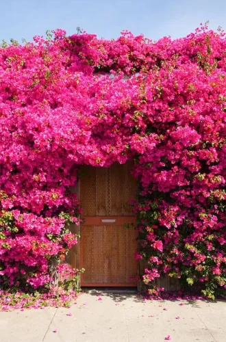 Muda de Bougainvillea Primavera 