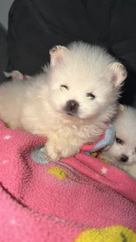 Filhote MACHO de Spitz alemão anão