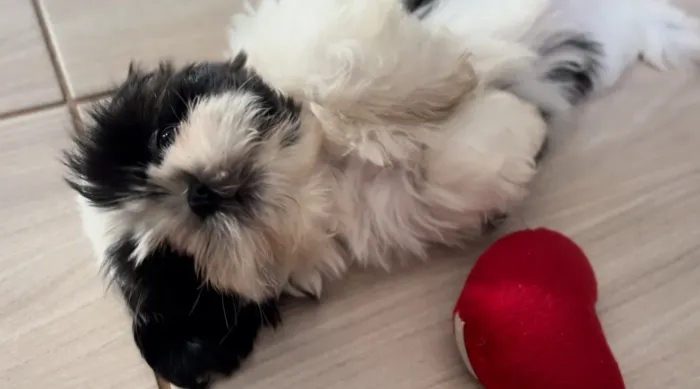 Shihtzu fêmea filhote