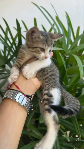 Vendo filhotes de gato angorá
