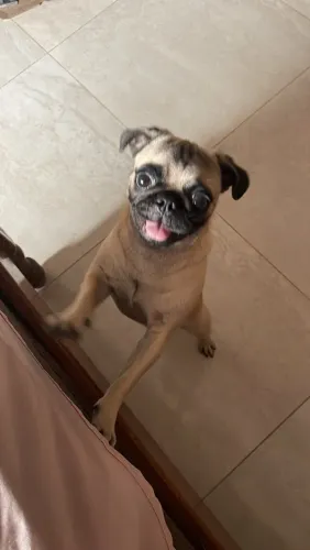 Pug femea pura