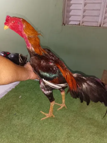 Galo Índio