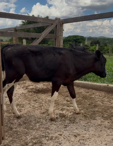 Bezerras alta genética leiteira