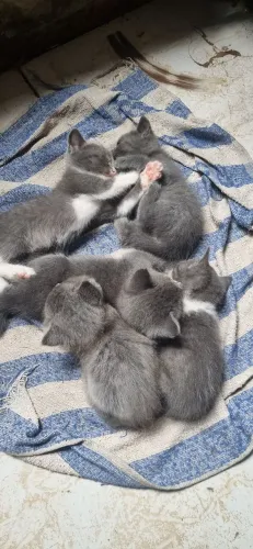 Doação gatos