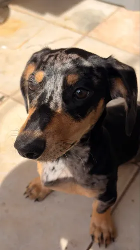 Teckel (Salsicha) Macho - 5 meses | R$ 1.000