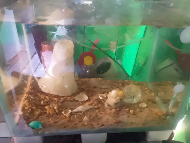 Vende-se aquário R$300 de 36 litros