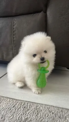 Lulu que conquista todos os olhares