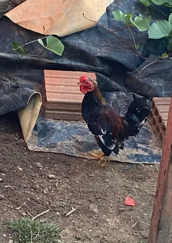 Galo raça nanico