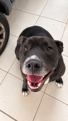 Doação Cachorro - Apollo, 3 Anos, Mestiço de Pitbull, Castrado