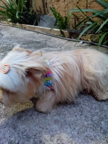 Vende se um lindo yorkshire Gold