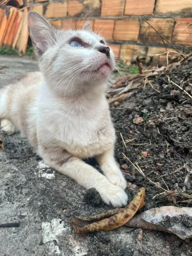 Gata pra doação