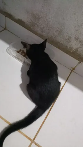 Doação de Gatos 
