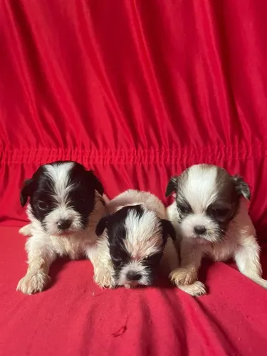 Vendo filhotes de shihtzu