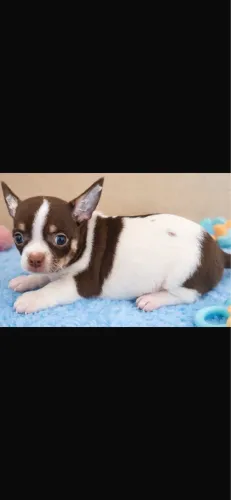 Chihuahua branco e chocolate com 62 dias vacinado