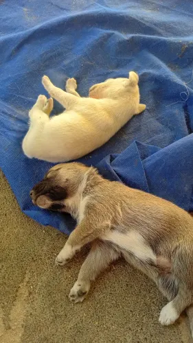 Doação filhotinhos de cachorro com pouco mais de 1 mês de vida..
