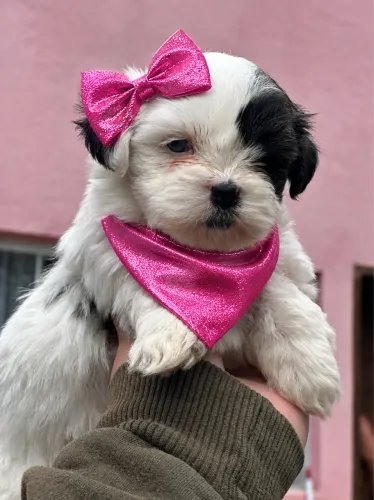 Super lindinha filhote de Lhasa apso fêmea olho azul 