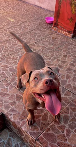DOAÇÃO - American Bully
