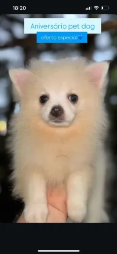 Spitz alemão Lulu macho branco com pedigree