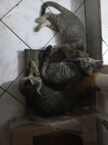 10 gatinhas pra adoção responsável 