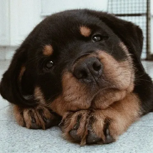 Rottweiler Doguinho com muita fofura para oferecer